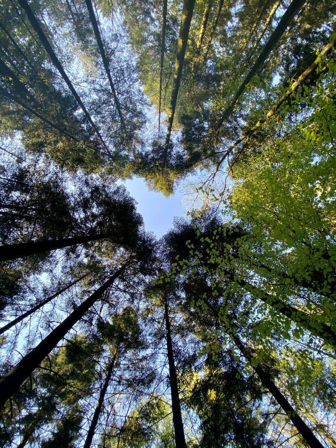 Camping De La Foret Seasonova Sillé-le-Guillaume المظهر الخارجي الصورة